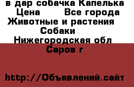 в дар собачка Капелька › Цена ­ 1 - Все города Животные и растения » Собаки   . Нижегородская обл.,Саров г.